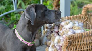 Dog sniffing garlic crop