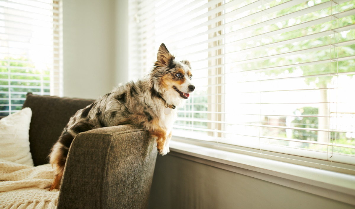 澳洲牧羊犬