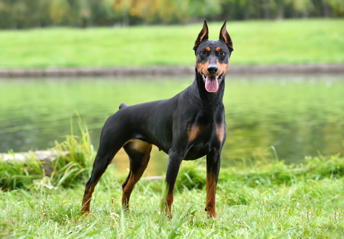 杜賓犬