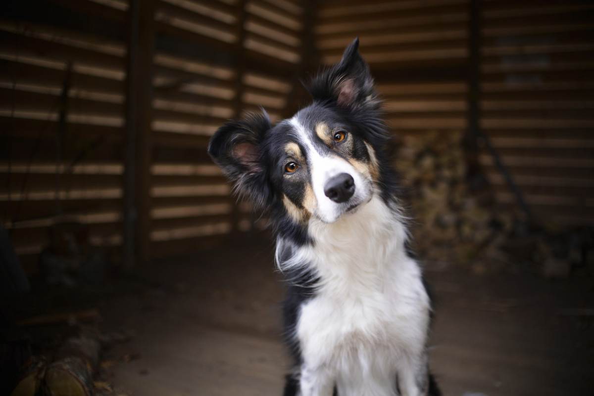 邊境牧羊犬
