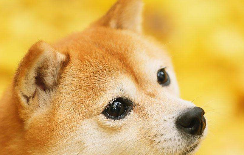 柴犬多大才可以交配？柴犬交配的4個方法及注意事項！