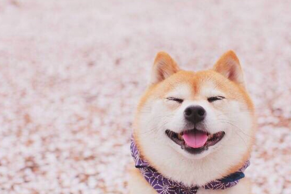 柴犬多大才可以交配？柴犬交配的4個方法及注意事項！