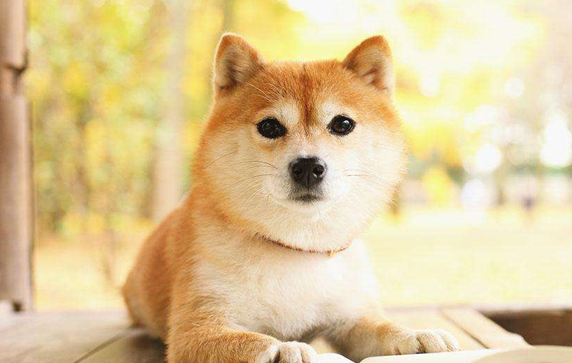 柴犬多大才可以交配？柴犬交配的4個方法及注意事項！