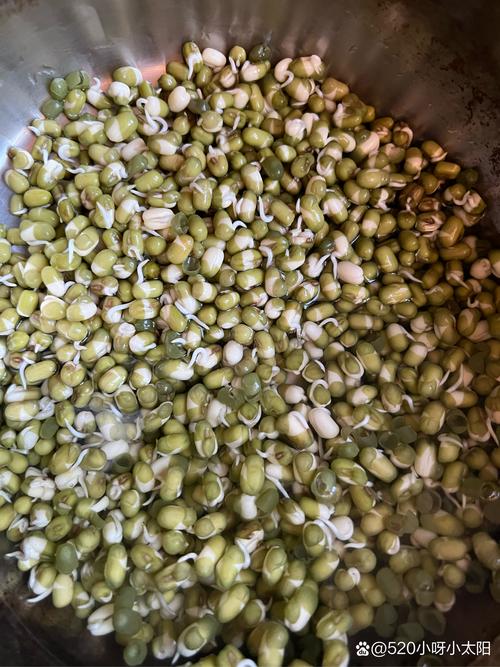 綠豆泡到發芽還能煮嗎