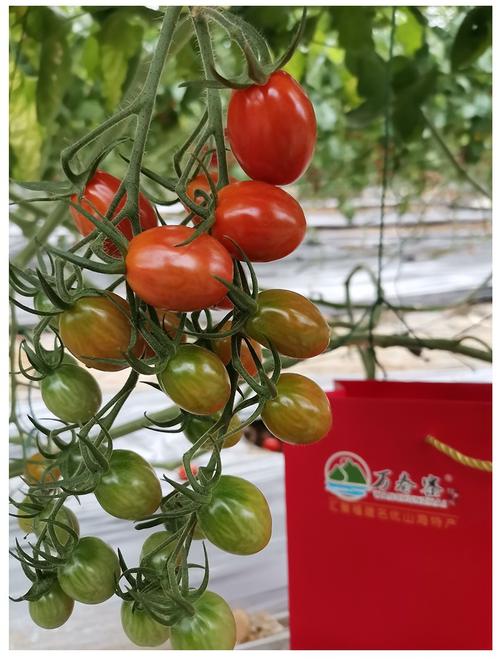 西紅柿台灣叫什麼