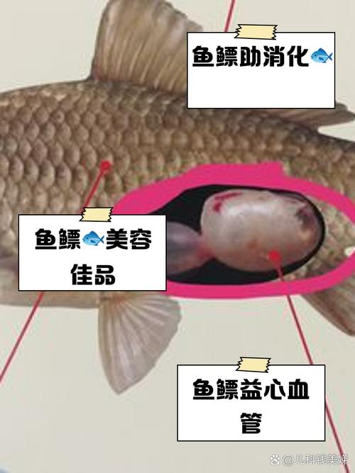 什麼是烏魚膘