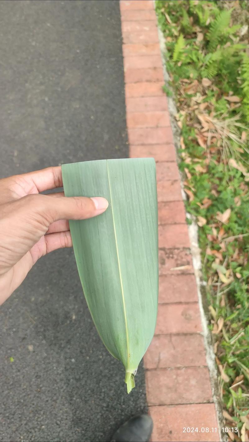 如何讓粽子不黏葉子