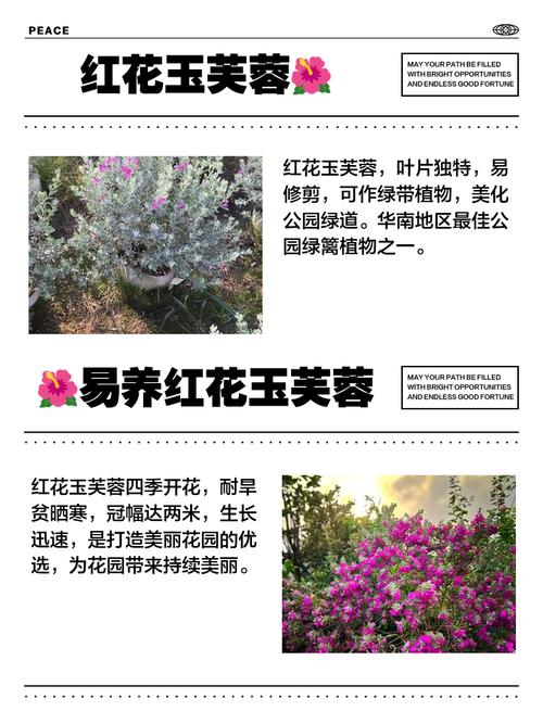 紅花玉芙蓉如何繁殖