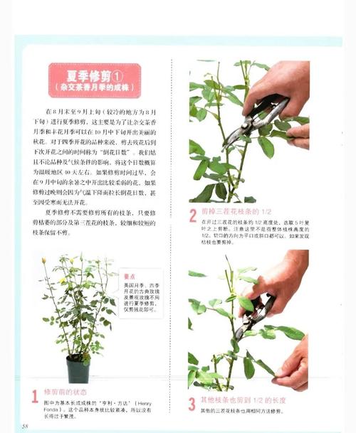 月季需要修剪嗎:專業月季修剪指南,讓您的玫瑰繁花似錦! 1 月季需要修剪嗎