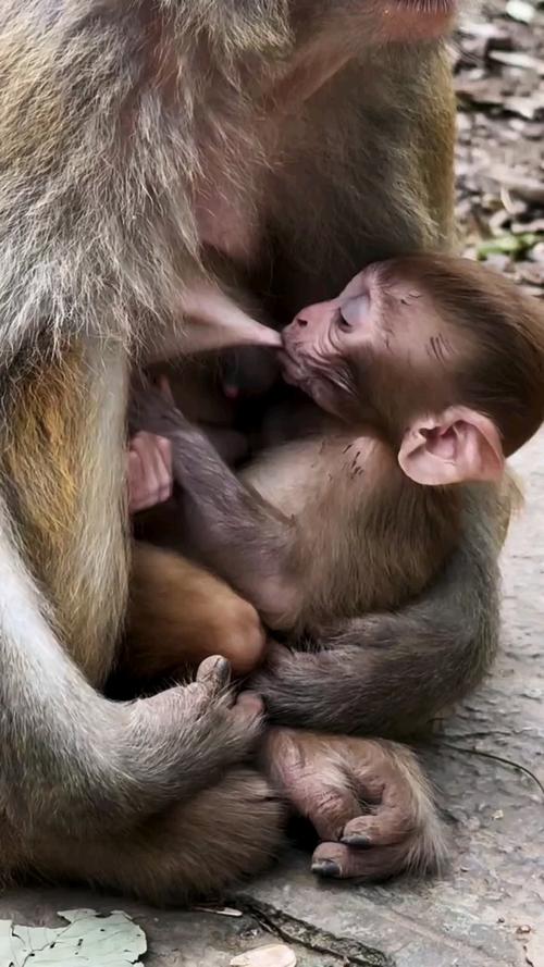 為什麼不能餵猴子:深入解析餵食野猴的危害與人猴共存之道 3 為什麼不能餵猴子