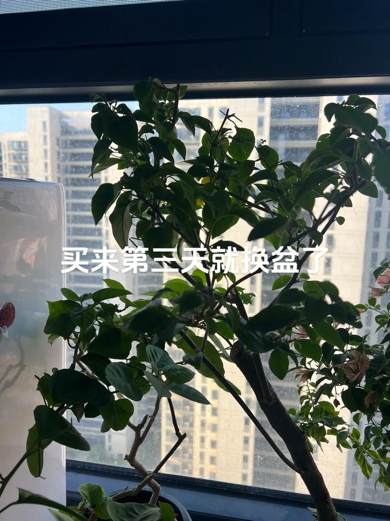 買回來的盆栽要換土嗎:新盆栽換土全攻略,打造健康生長環境 1 買回來的盆栽要換土嗎