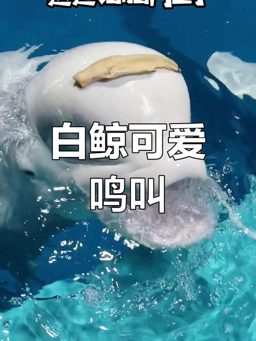 鯨魚如何發出聲音