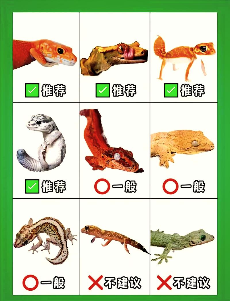 守宮可以兩隻養一起嗎