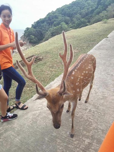 大坵島梅花鹿吃什麼