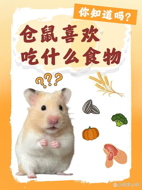 倉鼠可以每天吃菜嗎:掌握倉鼠蔬菜飲食的黃金原則與注意事項 1 倉鼠可以每天吃菜嗎