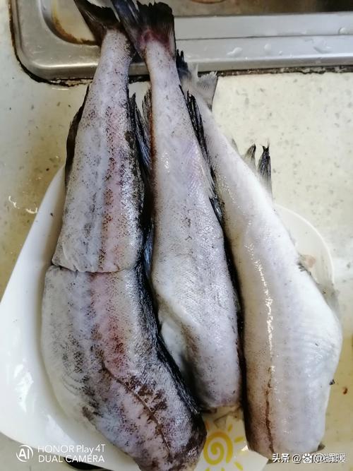 毛麟魚是什麼魚