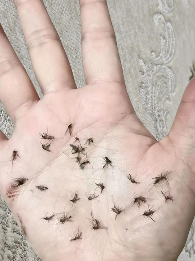 蚊子太多怎麼辦