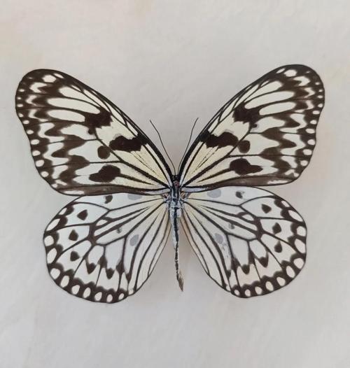 斑斕 台灣叫什麼