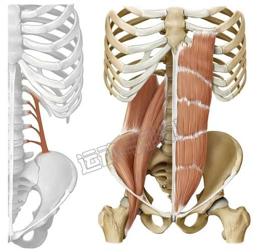 里肌腰內哪個比較嫩