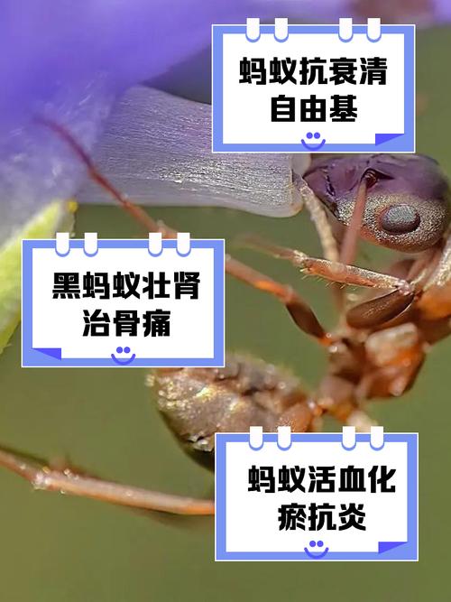 螞蟻有什麼好處:從生態平衡到人類啟發的微小貢獻 3 螞蟻有什麼好處