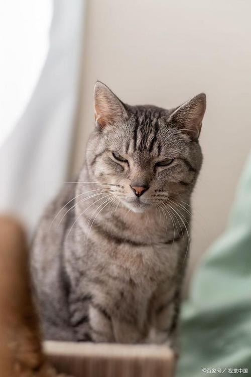 貓耐熱嗎:您的愛貓在酷暑中保持涼爽的關鍵指南 3 貓耐熱嗎