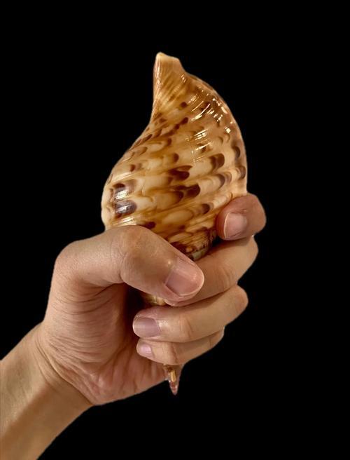 減肥可以吃鳳螺嗎