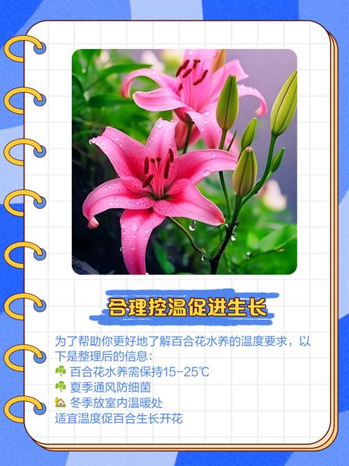 油點百合可以水耕嗎