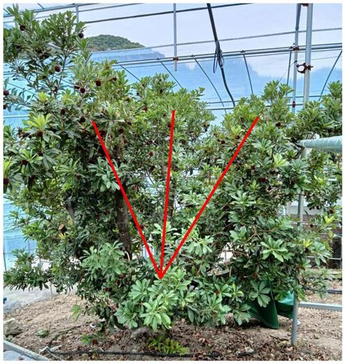 楊梅如何修枝