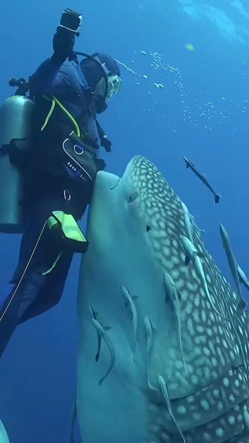 鯊魚不動會死嗎