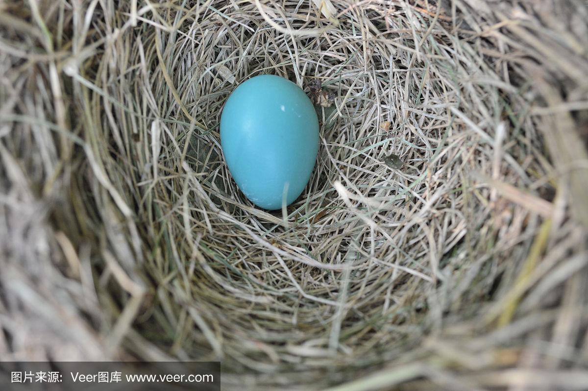 知更鳥的蛋是什麼顏色