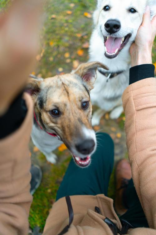 狗可以吃番茄嗎:解析毛小孩飲食中的番茄安全性與注意事項 1 狗可以吃番茄嗎
