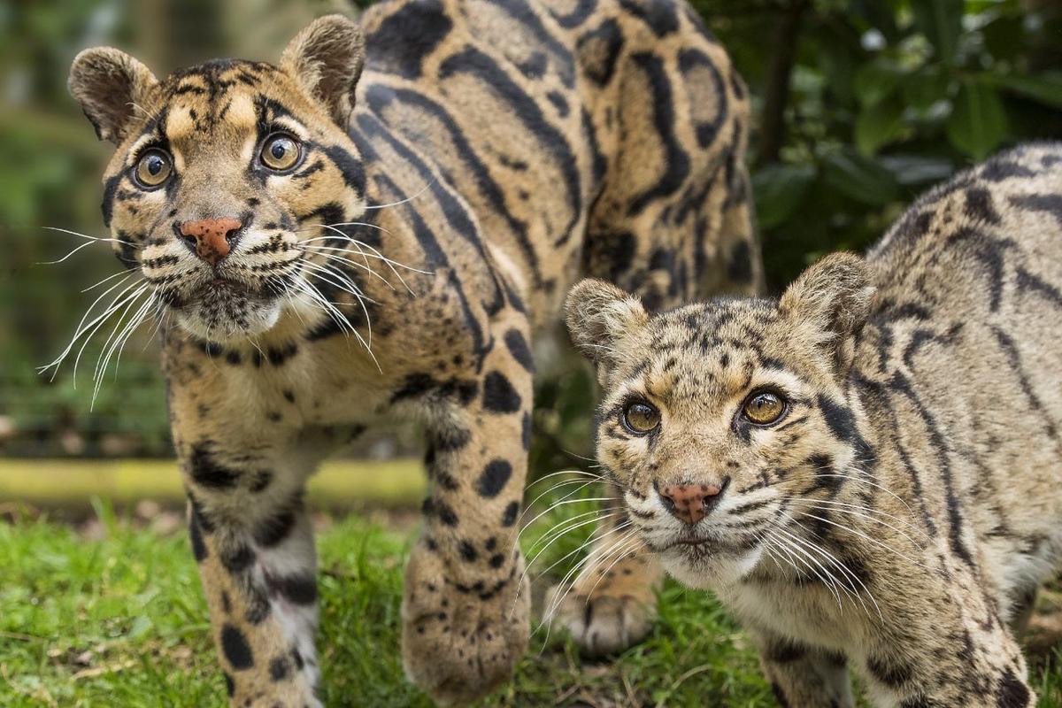 台灣雲豹真的絕種了嗎