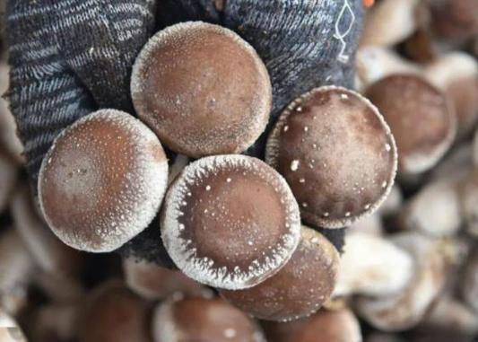 香菇發霉可以吃嗎