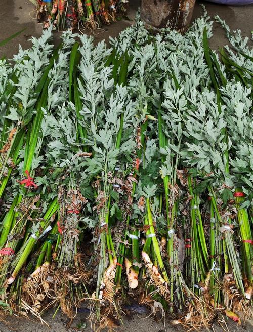 艾草可以種在室內嗎