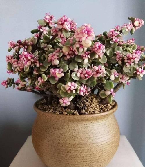 雅樂之舞繁殖:掌握多肉植物的扦插、葉插與分株技巧 1 雅樂之舞繁殖