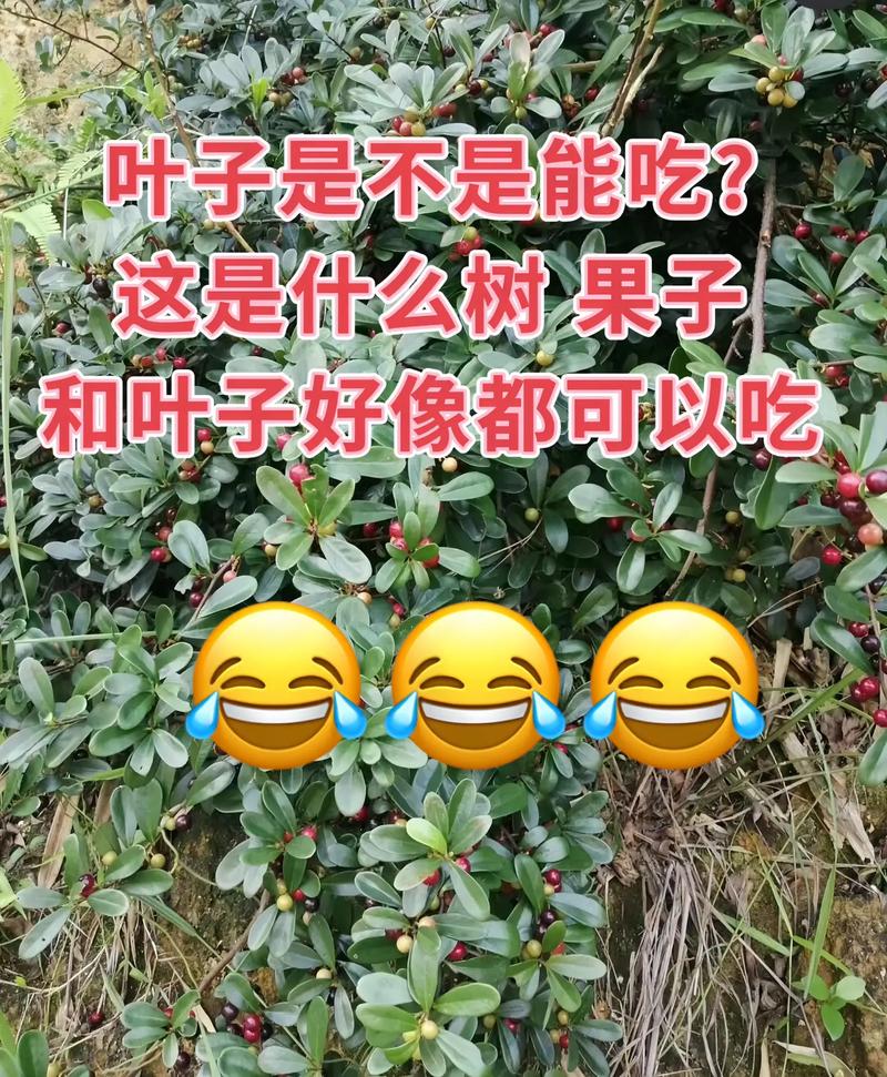 雀榕葉子可以吃嗎