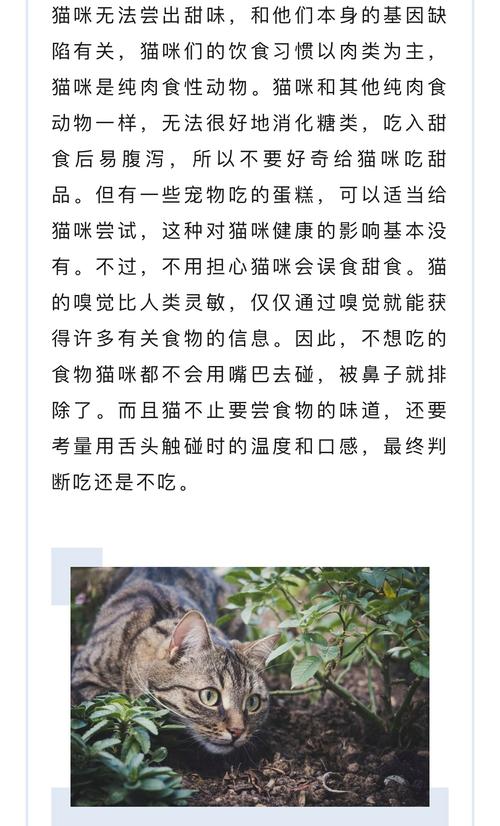貓是什麼味道:探索貓咪氣味的奧秘與影響因素,以及如何保持牠們的清香 1 貓是什麼味道