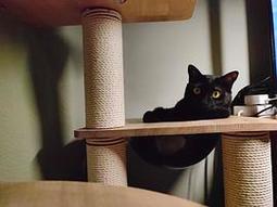 貓為什麼喜歡太空艙