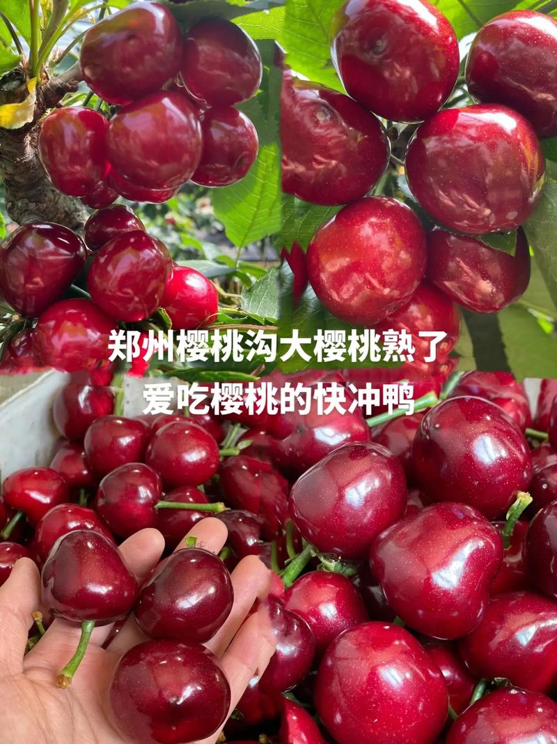1天可以吃幾顆櫻桃