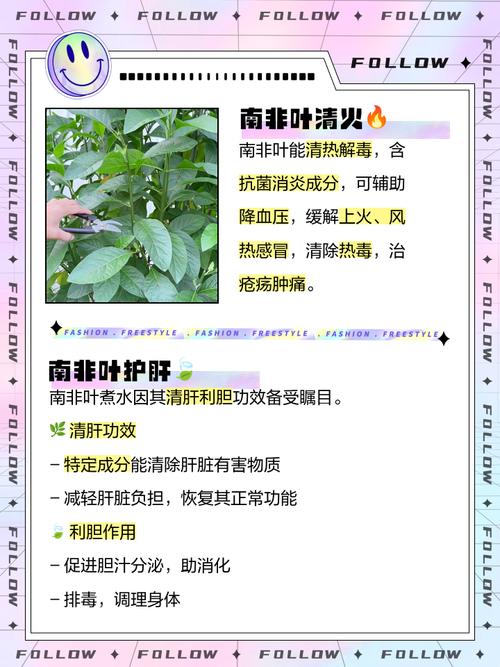 南非葉有什麼好處