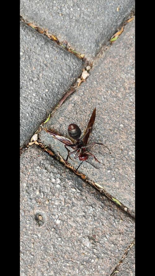 黑蜂怕什麼:全面解析黑蜂的天敵、弱點與防護策略 1 黑蜂怕什麼