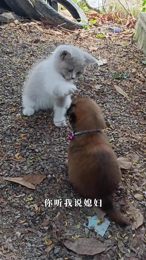 貓和狗打架誰會贏