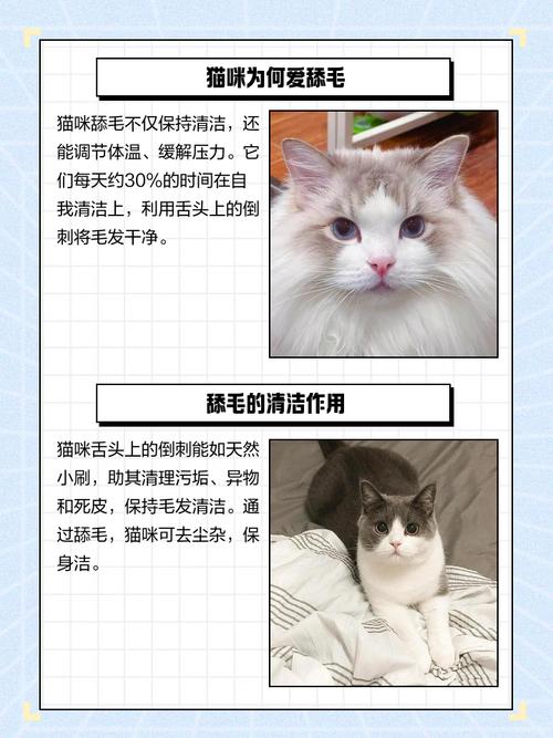 貓咪一直舔毛怎麼辦