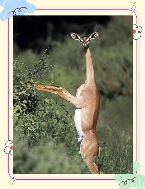 羚羊是做什麼的