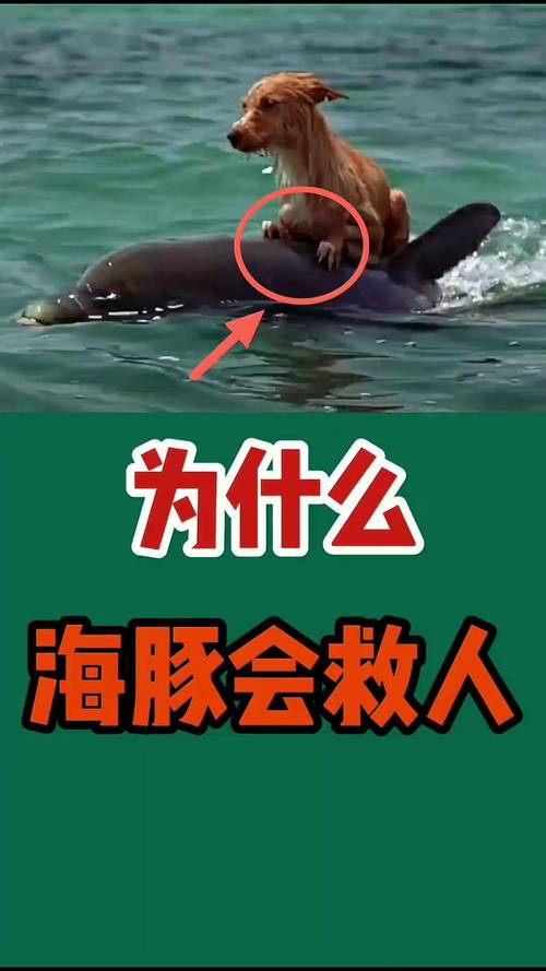 海豚會認人嗎:揭秘海洋智者與人類的特殊連結 1 海豚會認人嗎