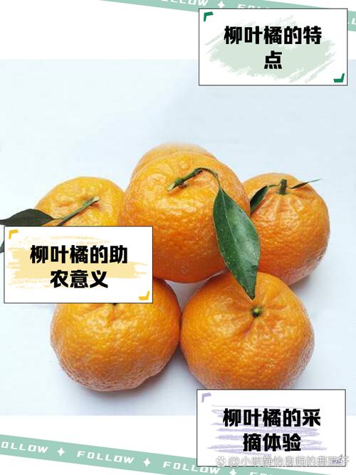 柳橙是什麼季節?掌握台灣與全球柳橙最佳風味的產季指南 1 柳橙是什麼季節