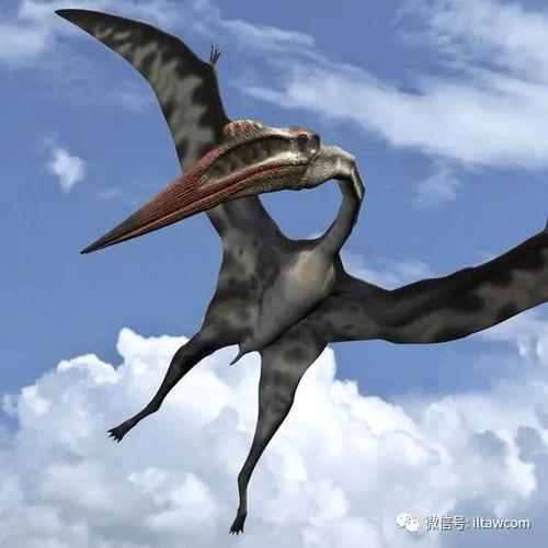 風神翼龍:翱翔白堊紀天空的巨型翼龍 1 風神翼龍