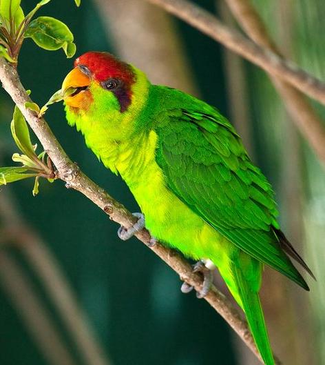 吸蜜鸚鵡可以活多久:揭秘彩虹鳥的生命週期與長壽秘訣 1 吸蜜鸚鵡可以活多久