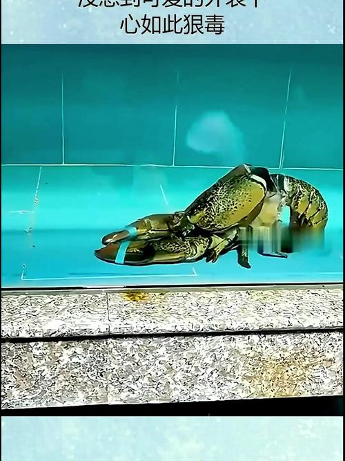 龍蝦脫殼要多久