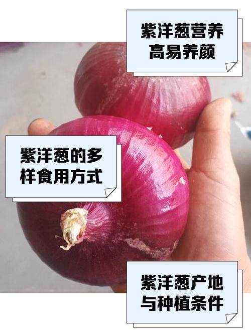 紫洋蔥有什麼好處探索這種紫色寶石的健康潛力與多元益處 3 紫洋蔥有什麼好處